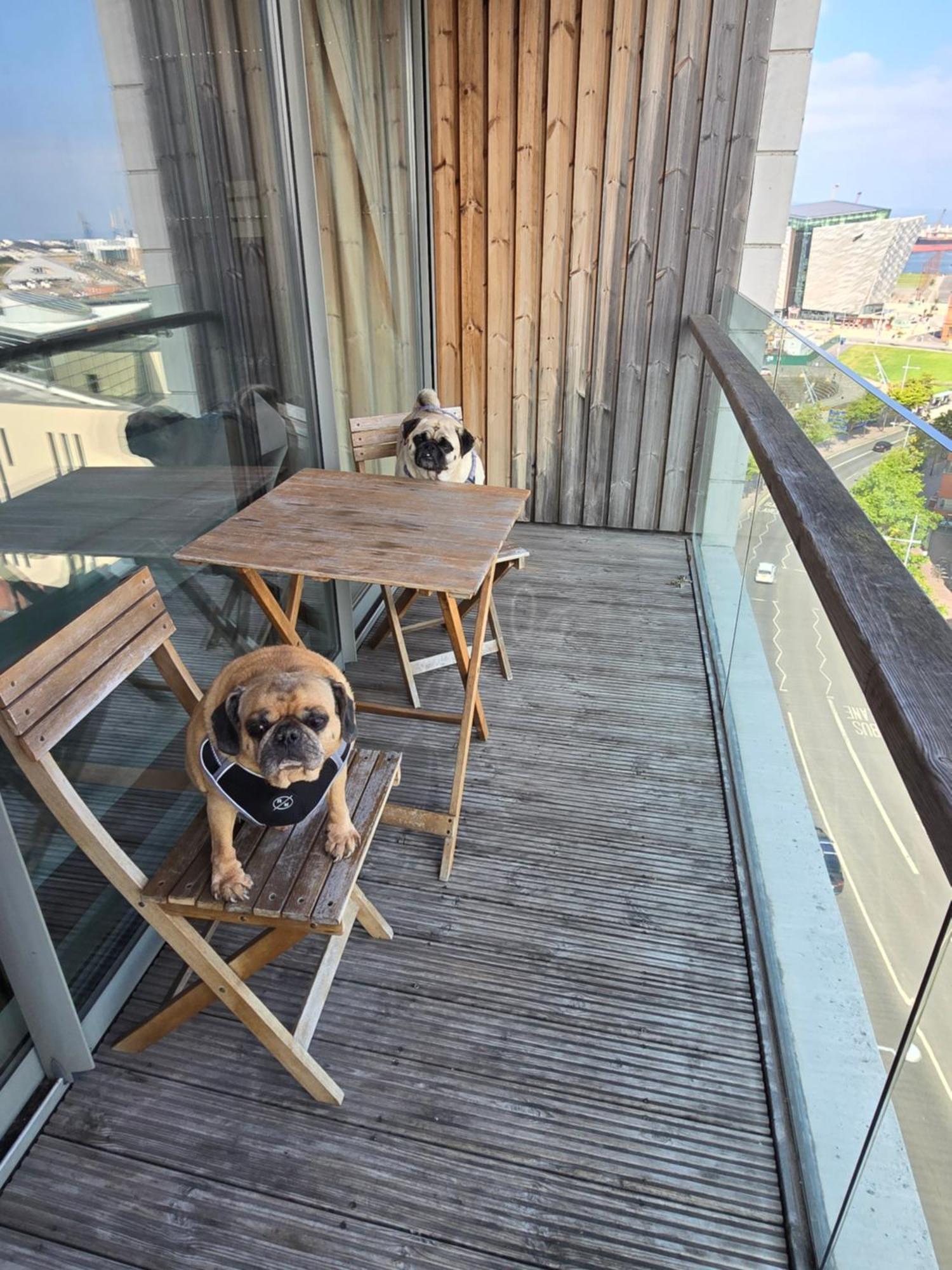 בלפסט Benji & Milos Apartments מראה חיצוני תמונה